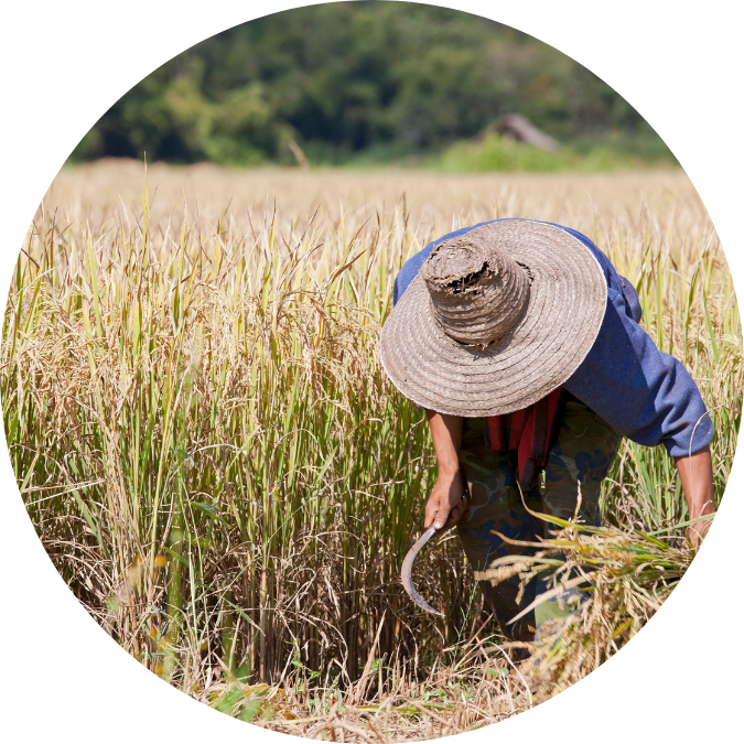 Agriculteur / cultivateur dans un champ, illustrant les pratiques agricoles modernes et les technologies agro-industrielles