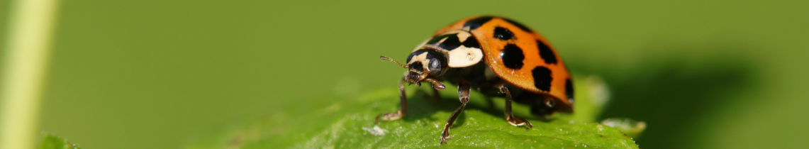 GenoScreen Biodiversité