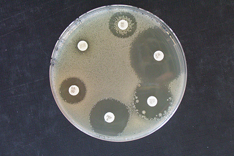 Genoscreen, the world leader in tuberculosis genotyping