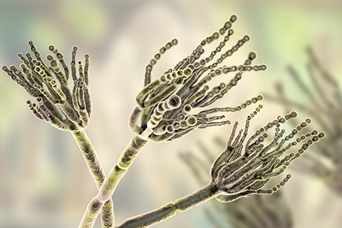 Genoscreen, the world leader in tuberculosis genotyping