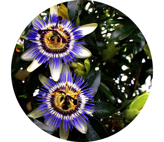 illustration of a rare flower