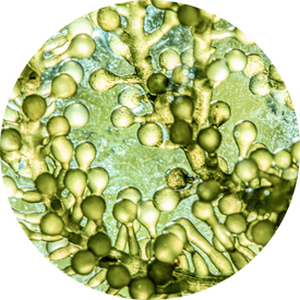 Microalgue