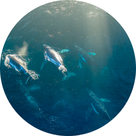 Whale
