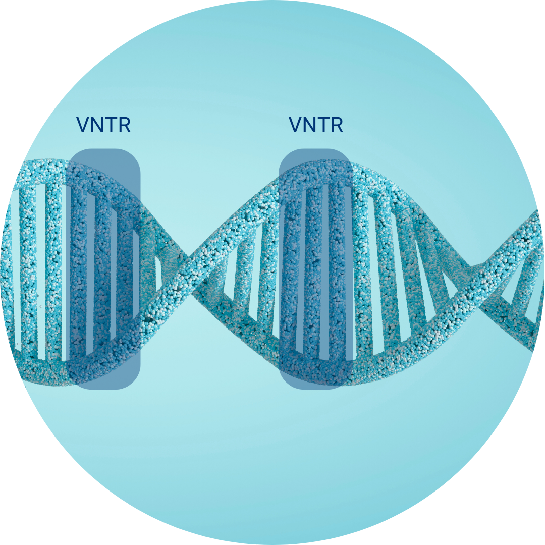 Multiple Loci VNTR Analysis (MLVA)